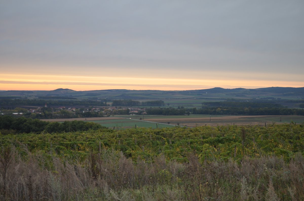 O úrodné půdy na jihu Moravy je dobře postaráno