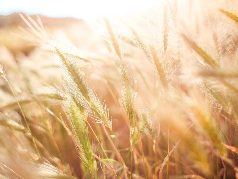 Setí i sklizeň rychle a profesionálně