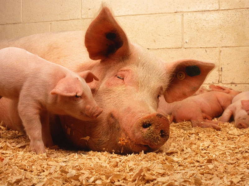 Nešizené maso je dnes vzácné