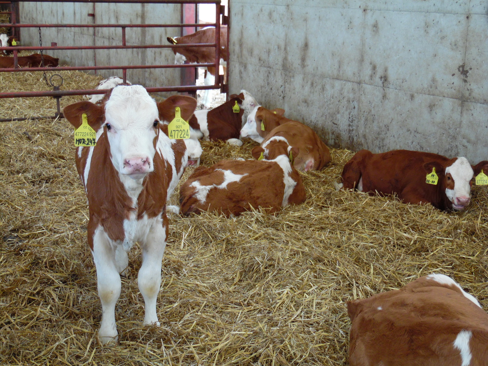 Zemědělské družstvo, které jde ostatním příkladem