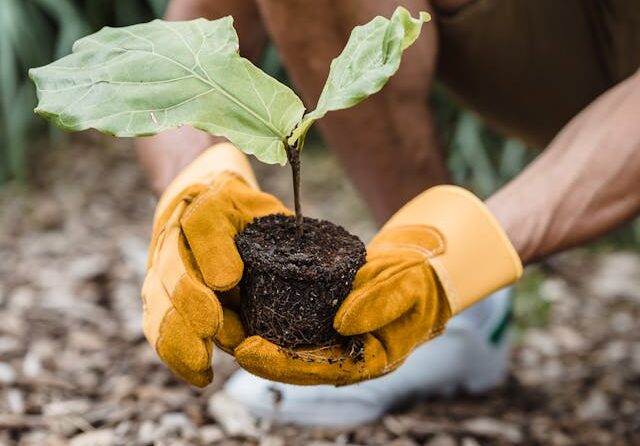 Nepodceňujme nutnost obnovy českých lesů